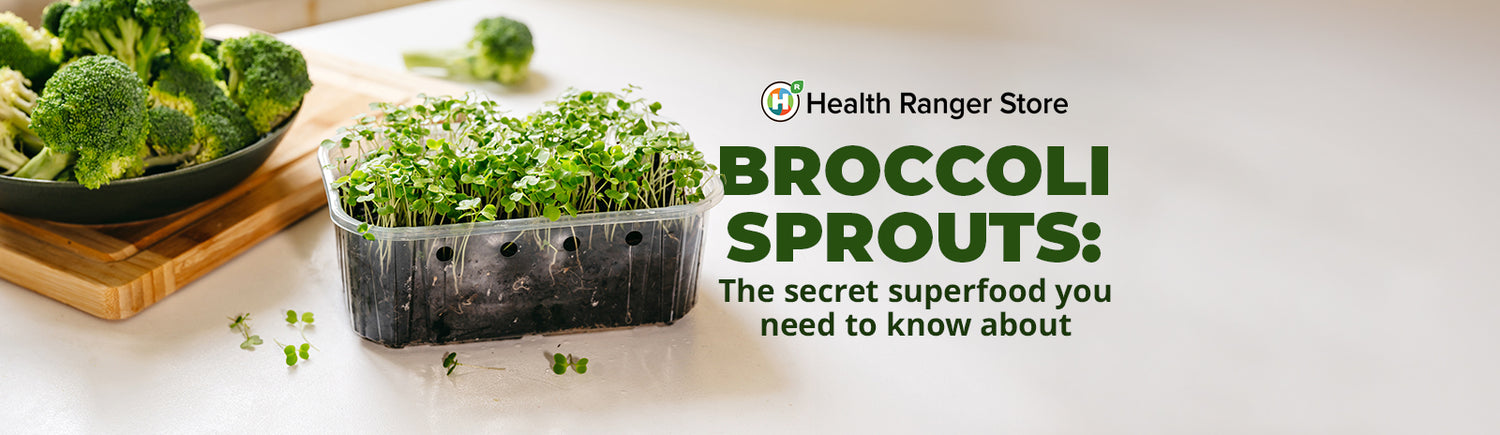 Broccoli Sprouts: The secret superfood you need to know about